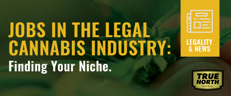 Jobs In The Legal Cannabis Industry: Finding Your Niche