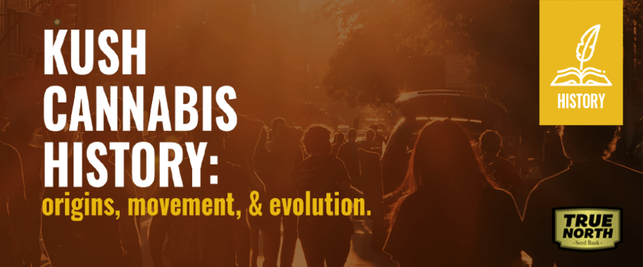 Kush Cannabis History - Origins, Movement, & Evolution