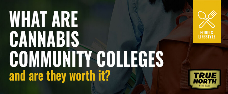 What Are Cannabis Community Colleges & Are They Worth It?