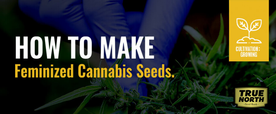 How To Make Feminized Cannabis Seeds