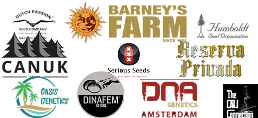 Buy cannabis seed from Barney's Farm, DNA Genetics. Reserva Privada, Cali Collection, Green House Seed Co. and many other breeders.