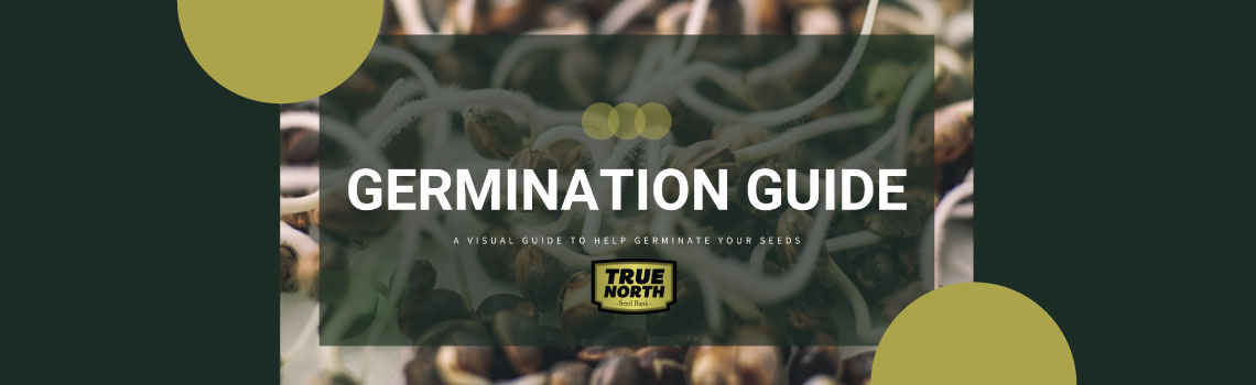 Cannabis Seeds Germination Guide