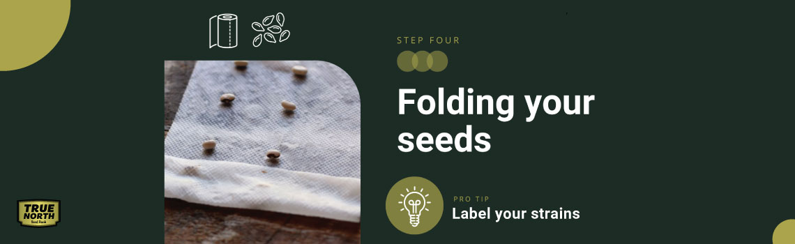 Preparing Your Seeds