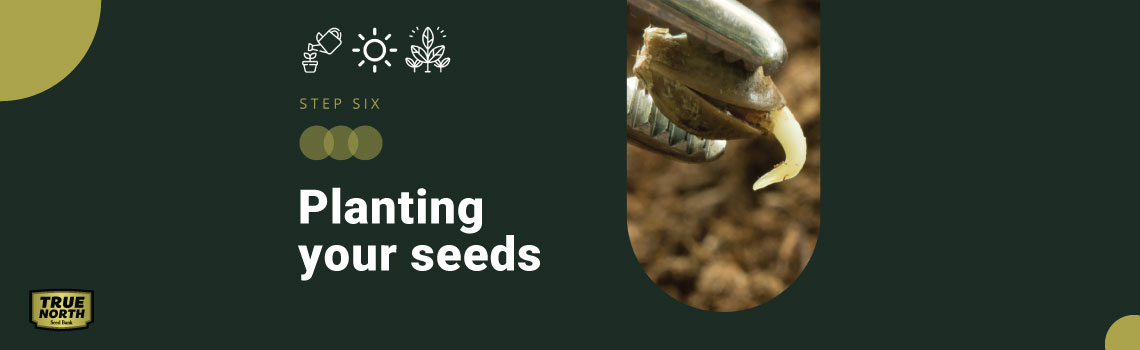 Preparing Your Seeds