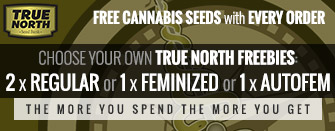 Free Marijuana Seeds with Every Order